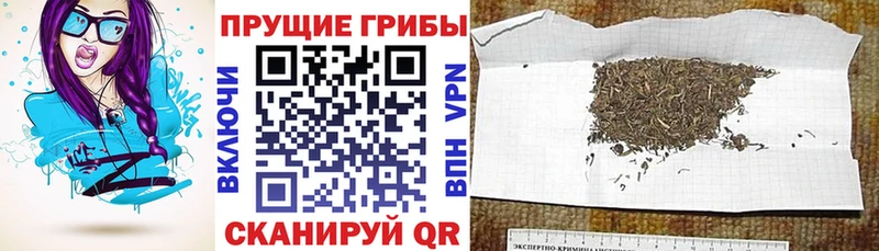 Галлюциногенные грибы Psilocybe  МЕГА как зайти  дарк нет наркотические препараты  купить наркотики цена  Муравленко 